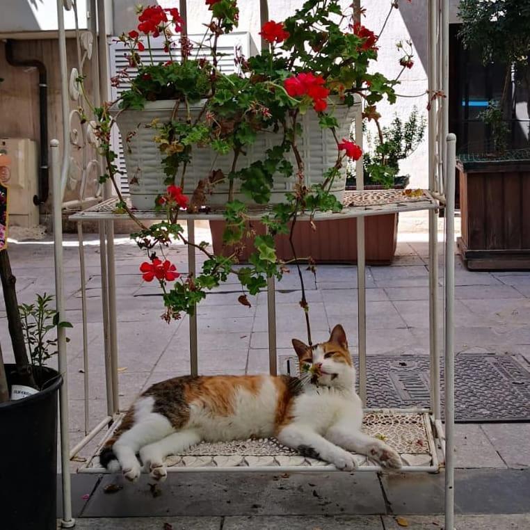 Gafa Garden Hostel & Apartments - Great Location Isztambul Kültér fotó
